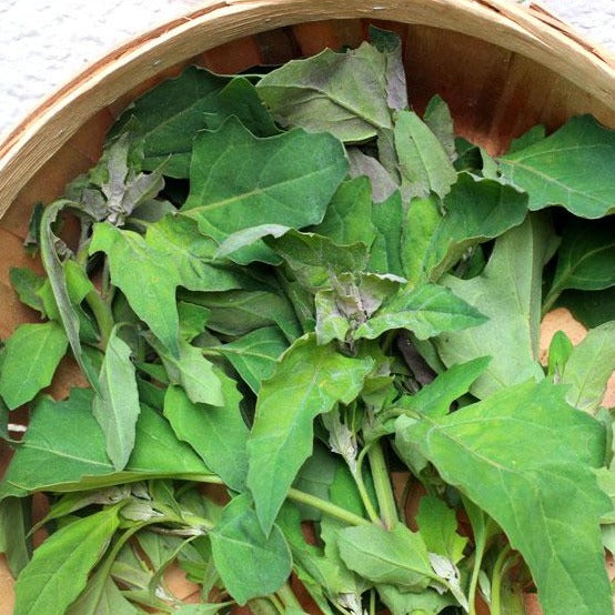 Spinach Red Aztec •  سبانخ أزتيك أحمر - plantnmore