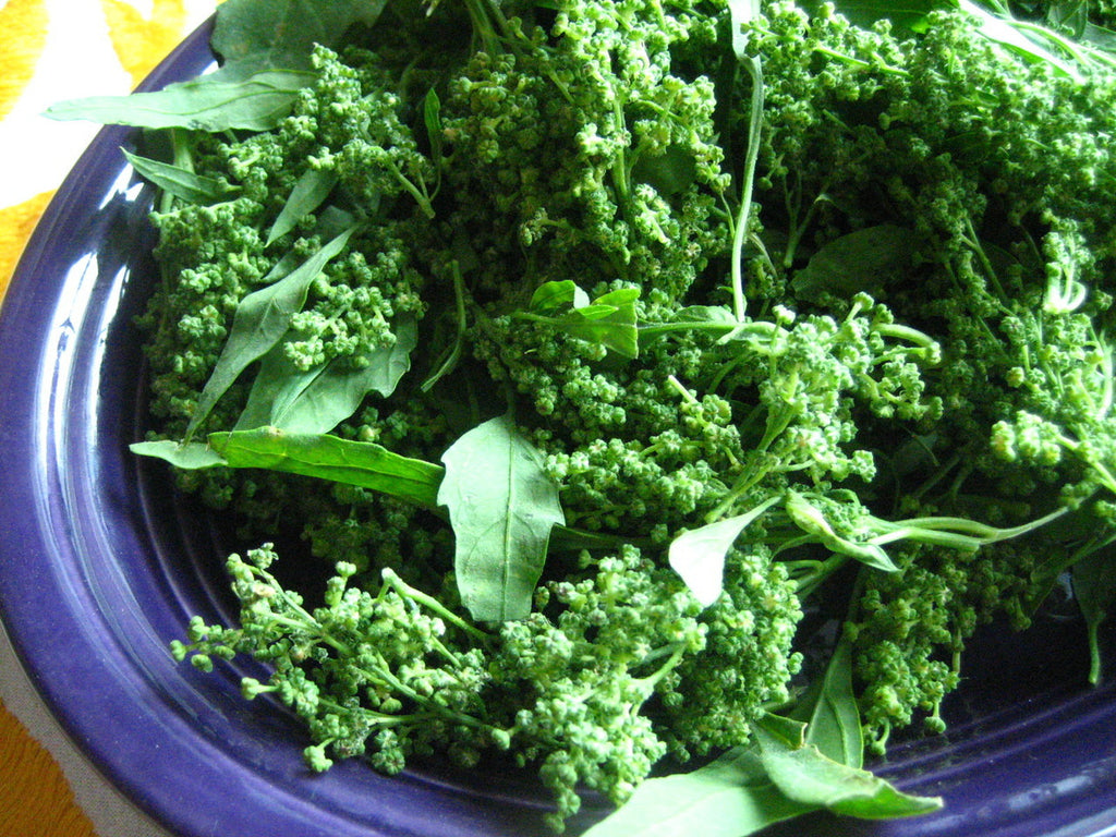 Spinach Red Aztec •  سبانخ أزتيك أحمر - plantnmore