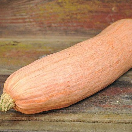 Squash Pink Banana (o) •  قرع الموز - plantnmore