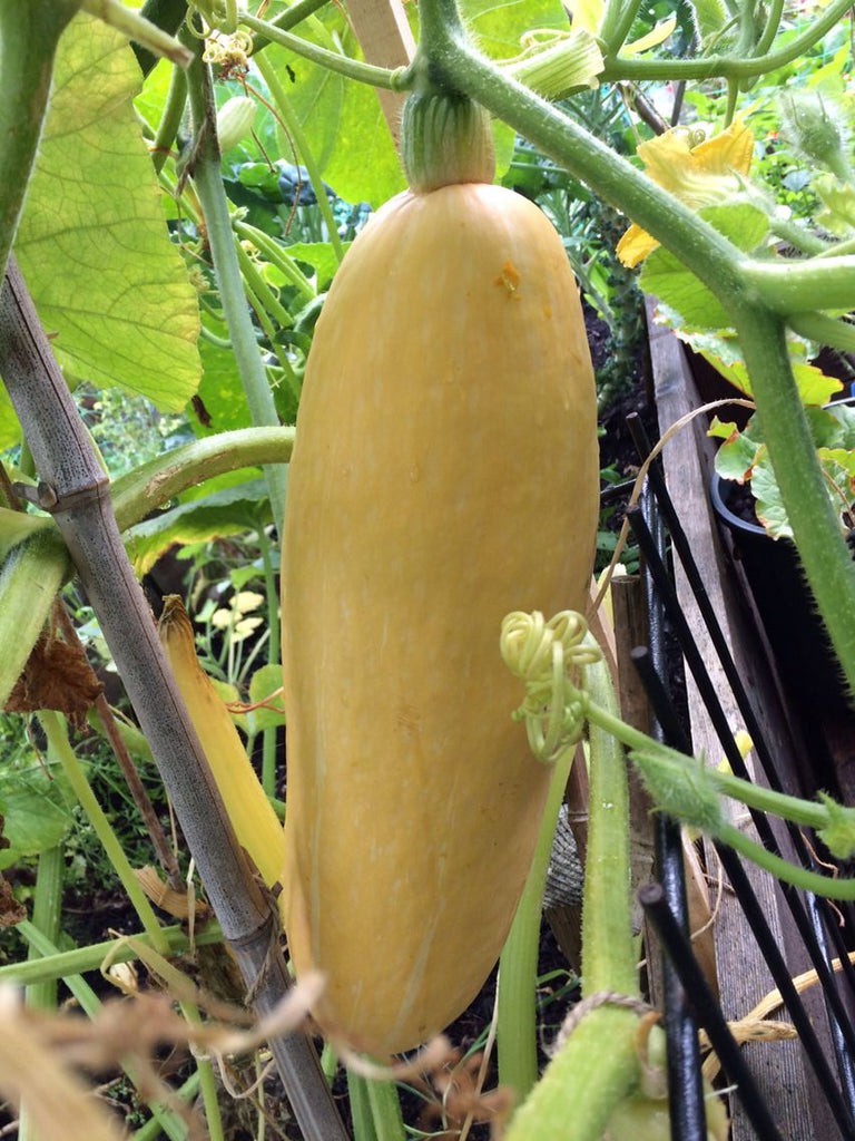 Squash Pink Banana (o) •  قرع الموز - plantnmore
