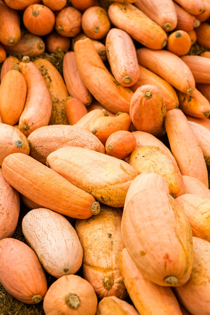 Squash Pink Banana (o) •  قرع الموز - plantnmore