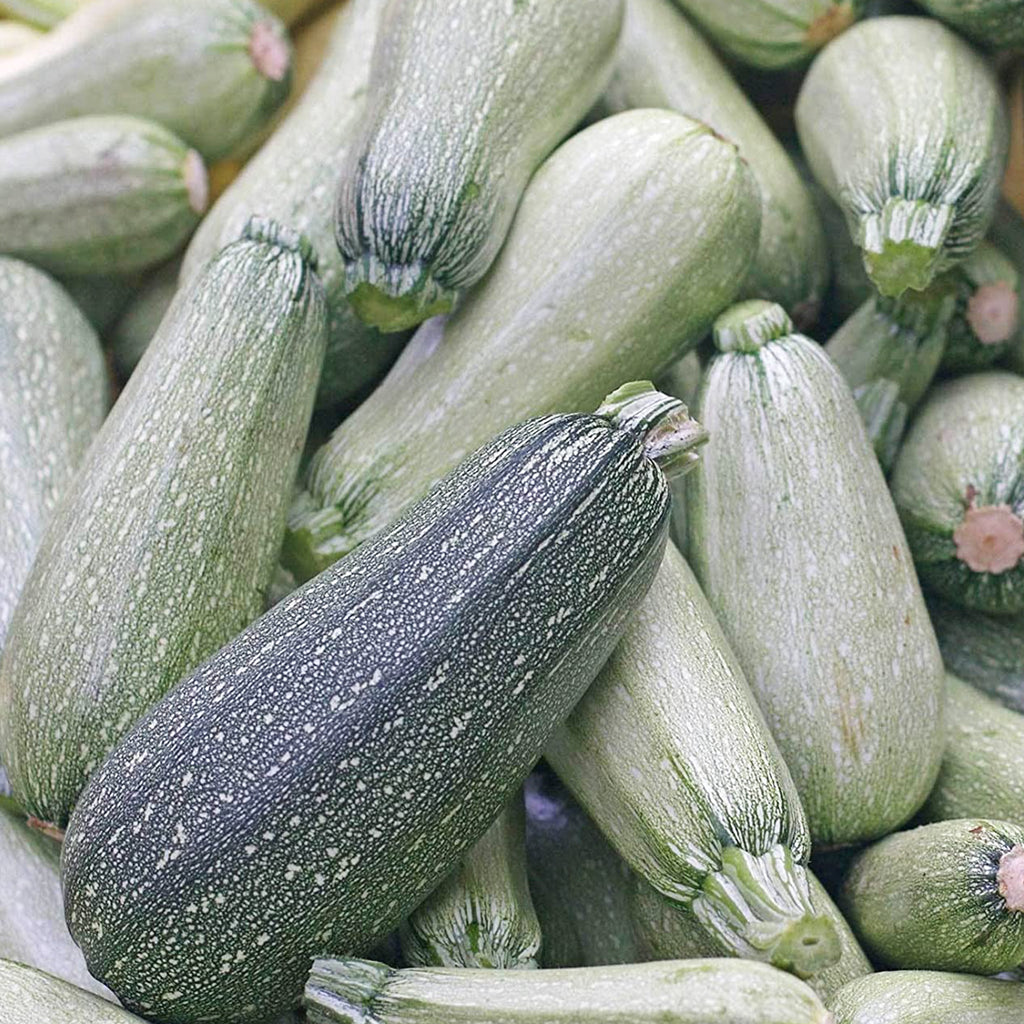 Grey Zucchini  • كوسى فاتحة - plantnmore