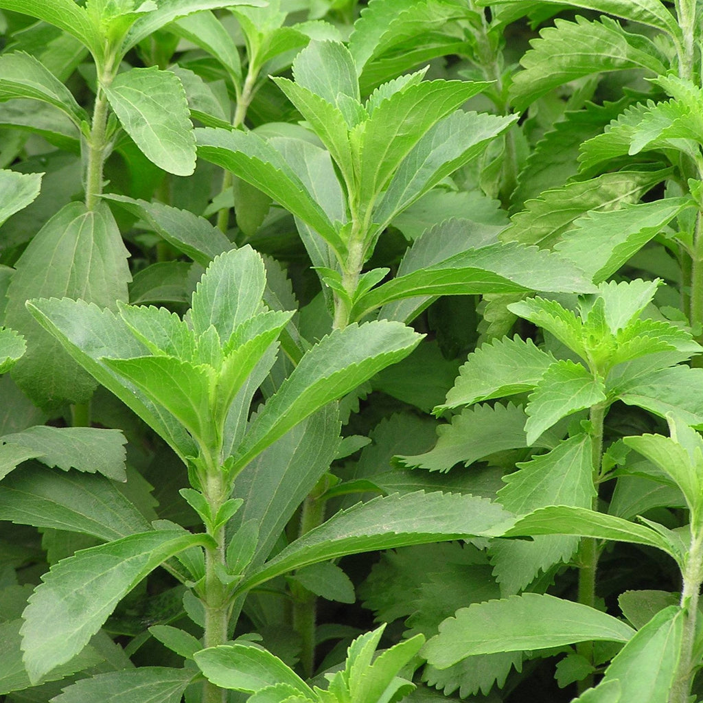 Stevia Sweet Herb • ستيفيا محلي طبيعي - plantnmore
