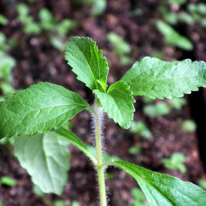 Stevia Sweet Herb • ستيفيا محلي طبيعي - plantnmore