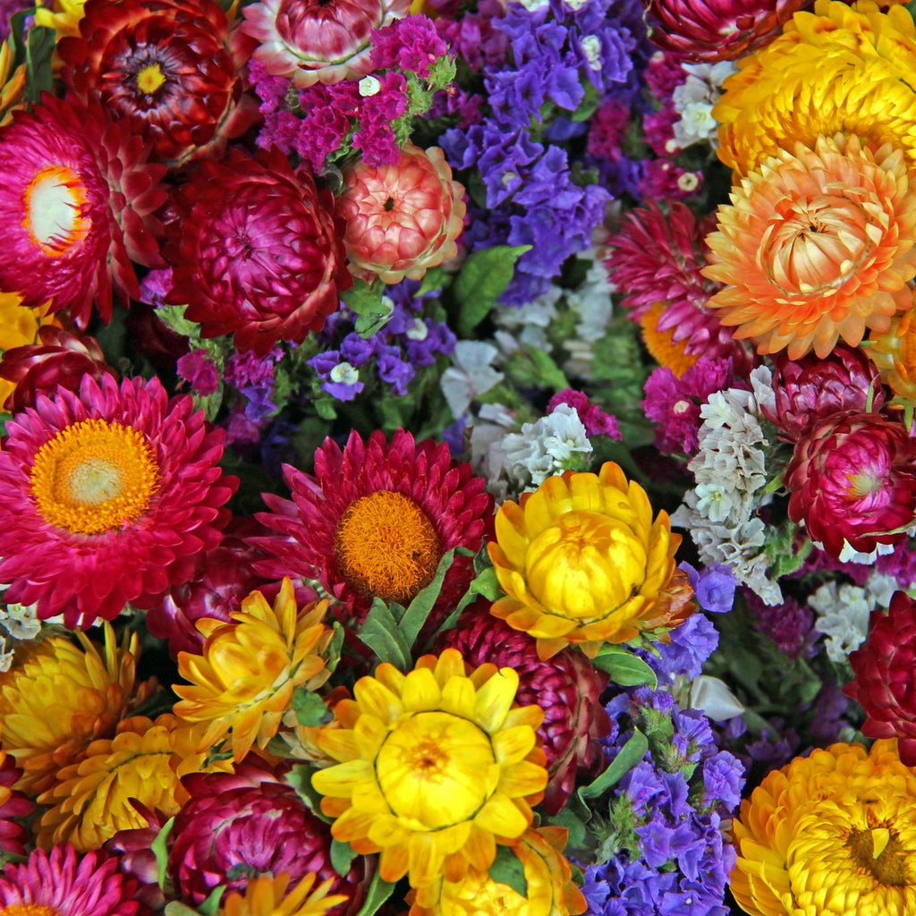 Strawflower  • زهرة الستروفلور - plantnmore