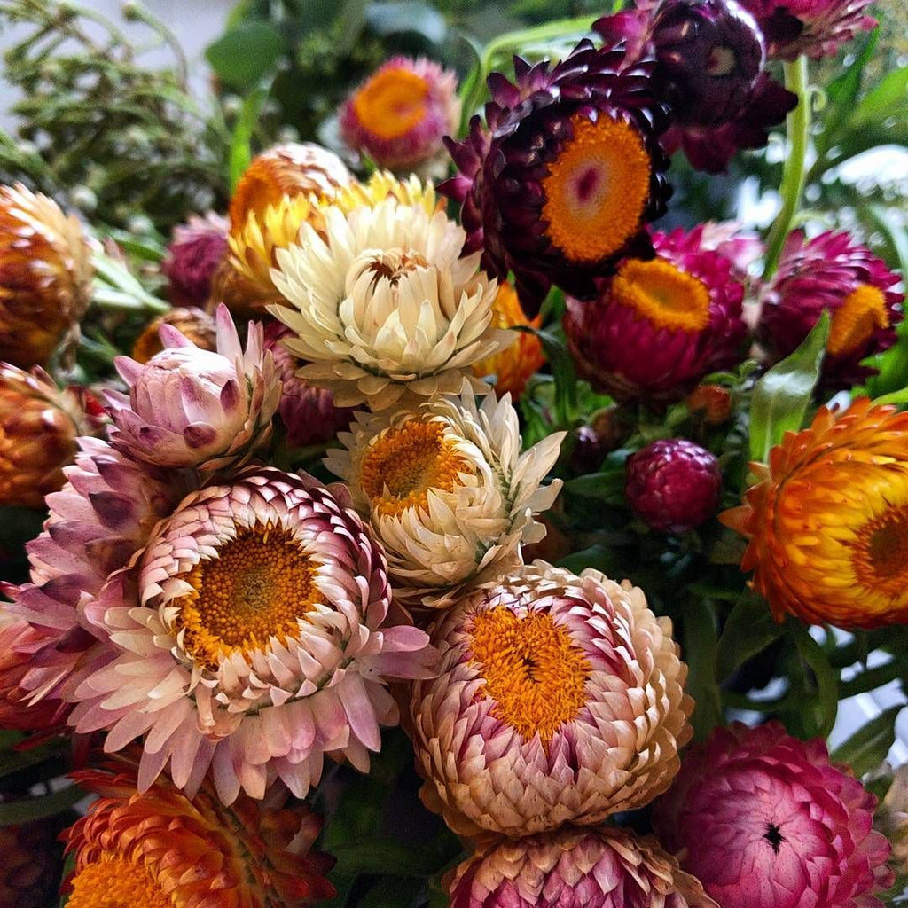 Strawflower  • زهرة الستروفلور - plantnmore