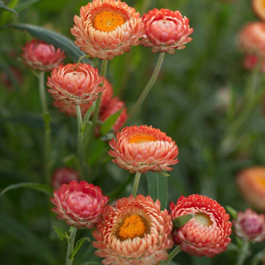 Strawflower  • زهرة الستروفلور - plantnmore