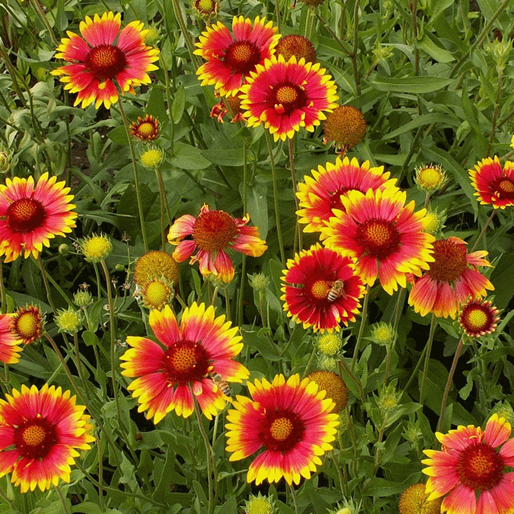 Indian Blanket Sunflower  • دوار الشمس أحمر صغير - plantnmore