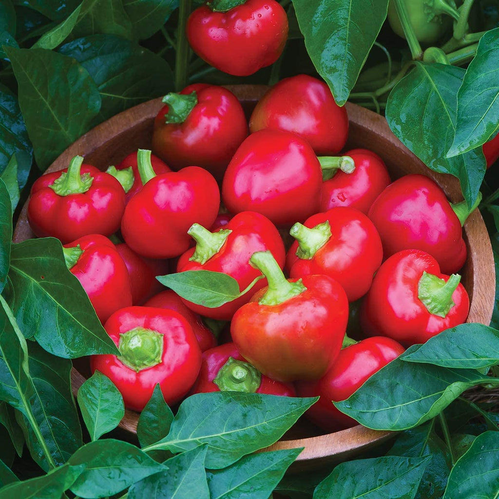 Sweet Cherry Pepper • فليلفلة شيري - plantnmore