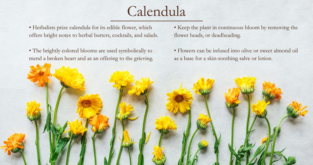 Calendula Pacific Beauty Mixture  • زهرة كالاندولا بديلة الزعفران - plantnmore