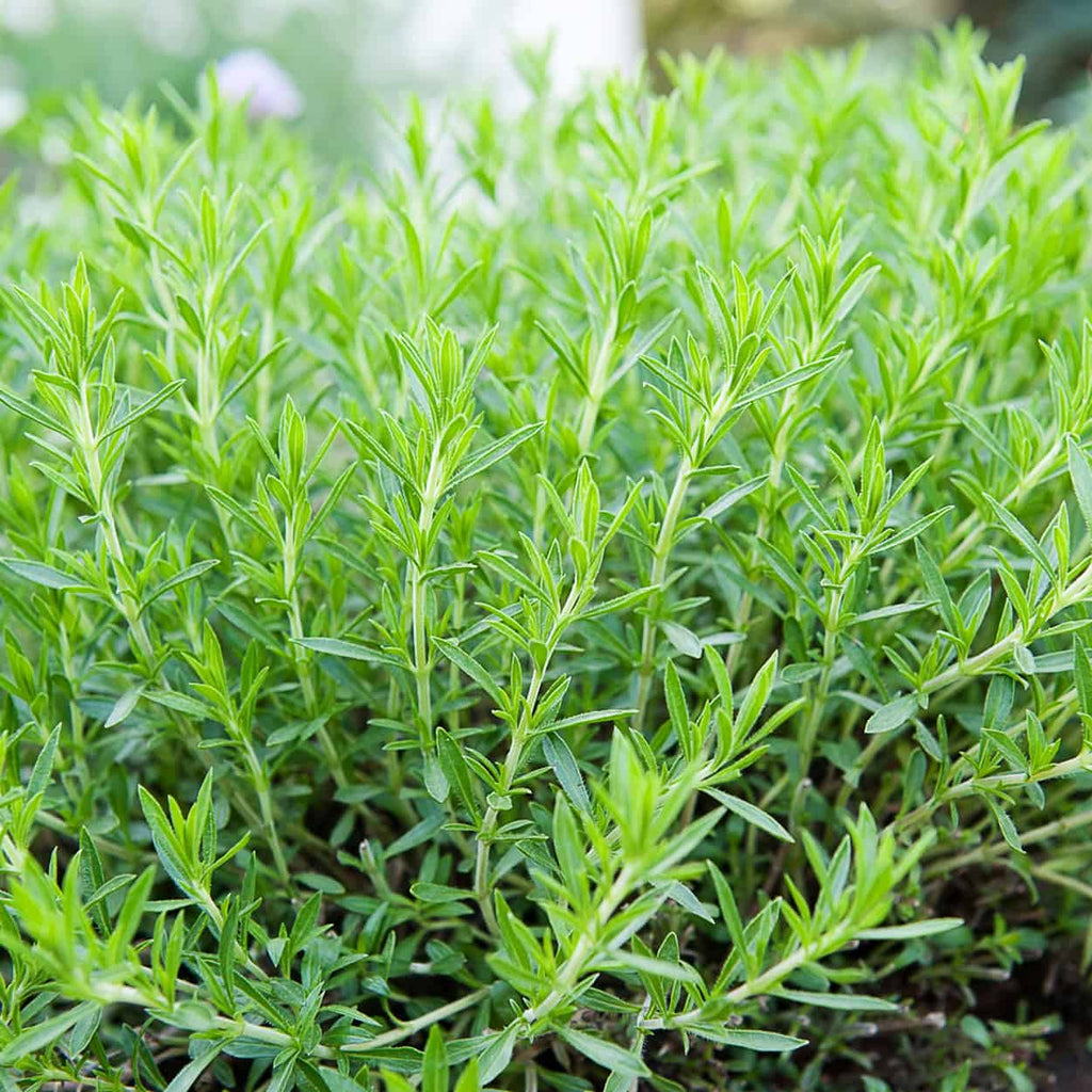 Tarragon • طرخون - plantnmore