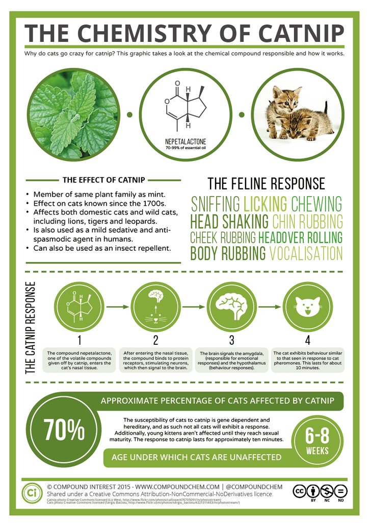 Catnip • عشبة القطط - plantnmore