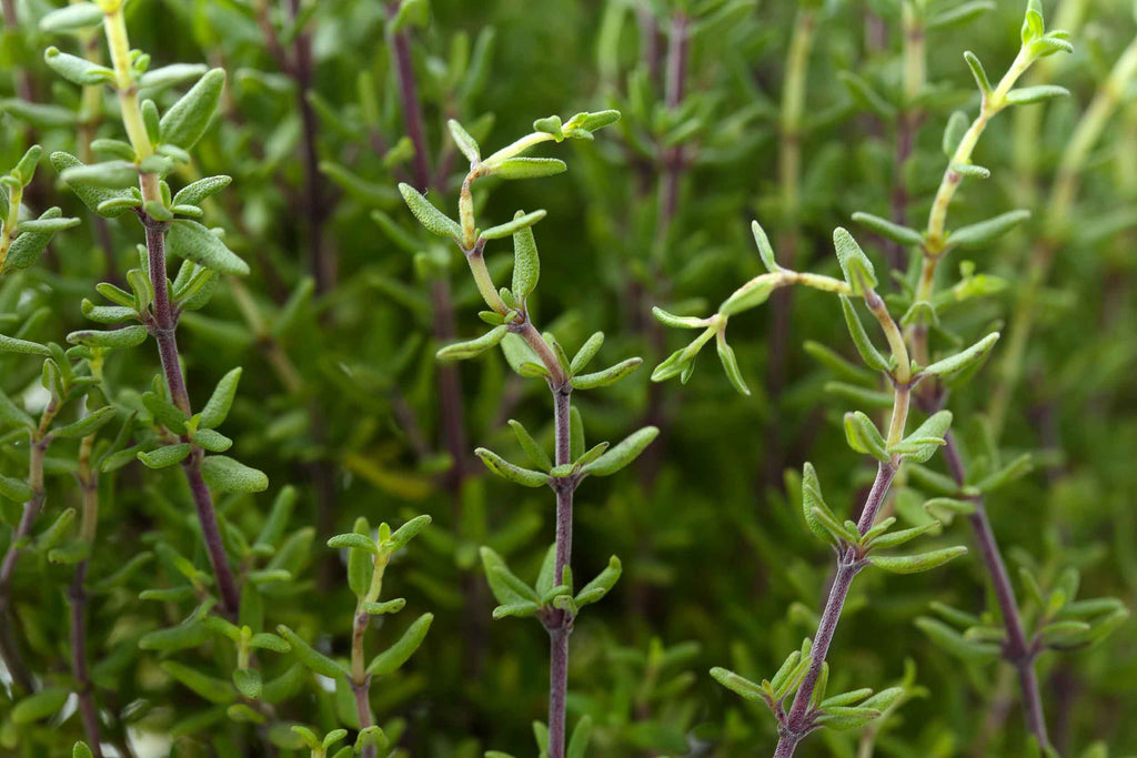 Thyme (o)• زعتر - plantnmore