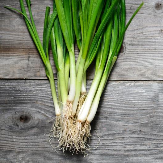 Tokyo Onion Bunching  • بصل أخضر - plantnmore