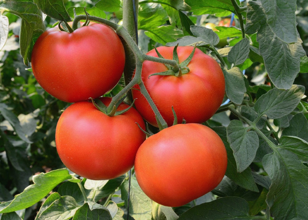 Tomato Big Beef Hybrid • طماطم بق بيف - plantnmore