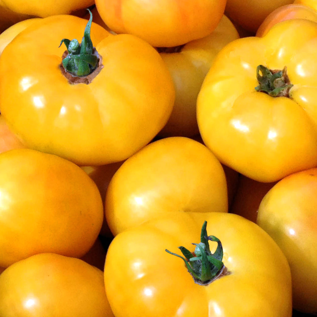 Tomato Golden Queen • طماطم ذهبي - plantnmore