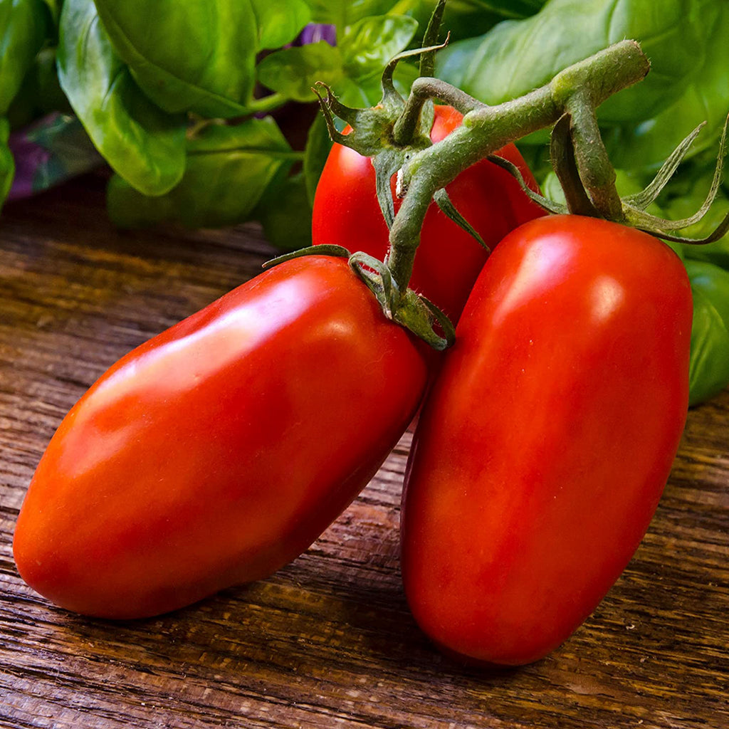Tomato San Marzano • طماطم سان مرزانو - plantnmore