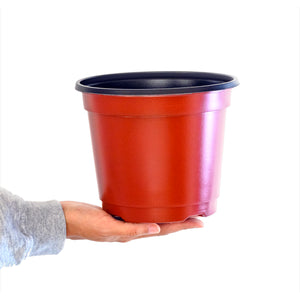 Transplanting Pot Large 6pc • احواض تشتيل كبيرة ٦حبات - plantnmore