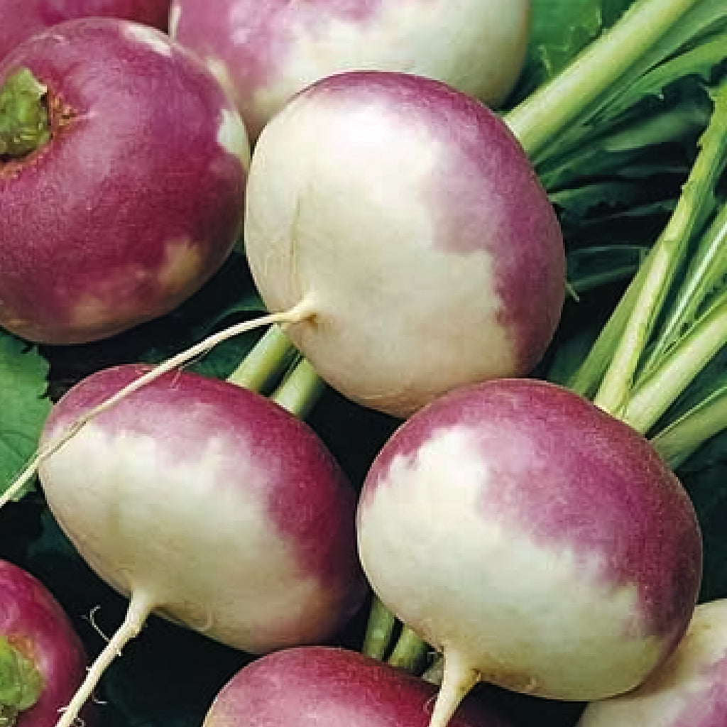 Turnip Purple Top •  لفت بنفسجي - plantnmore