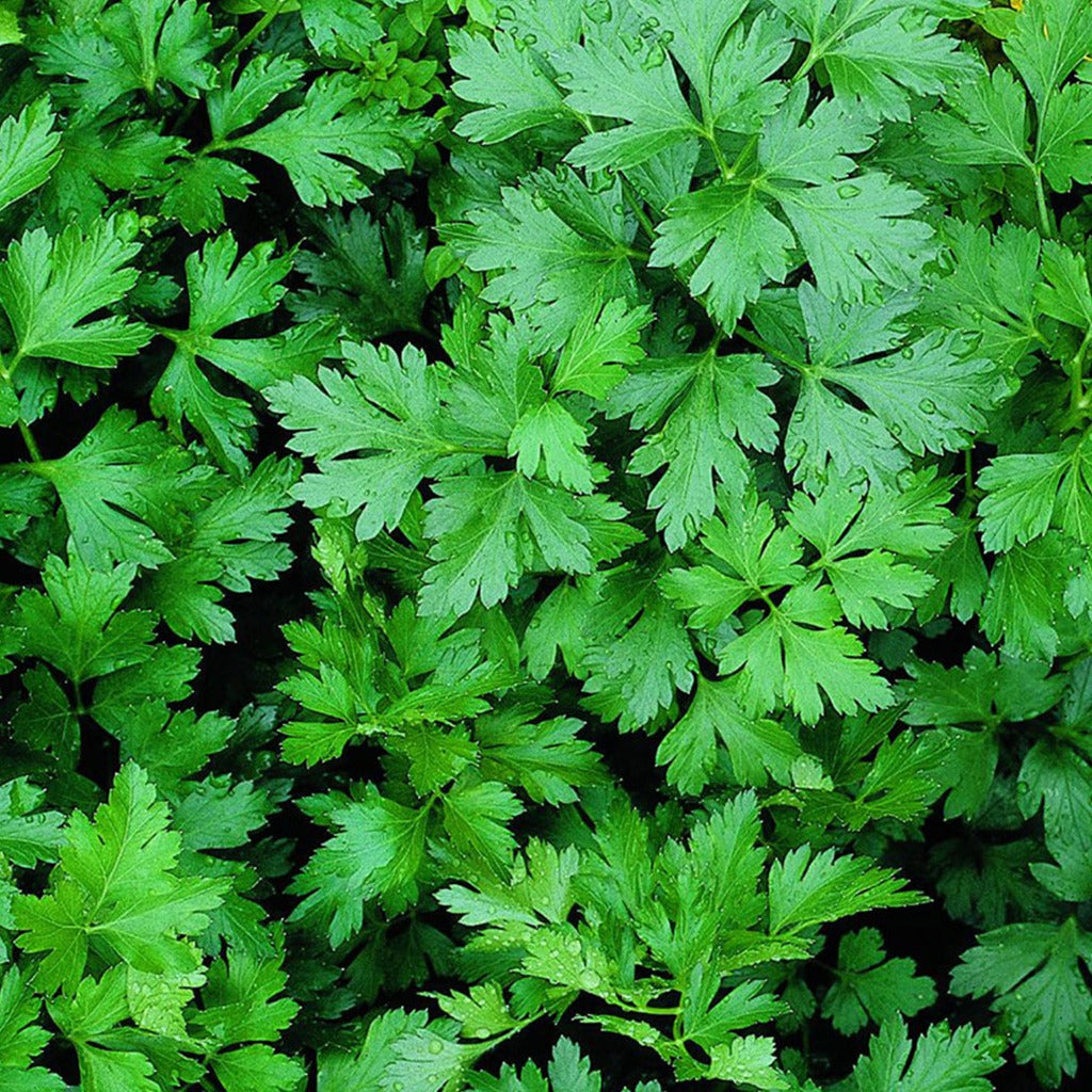 Parsley Italian Flatleaf • بقدونس ايطالي - plantnmore