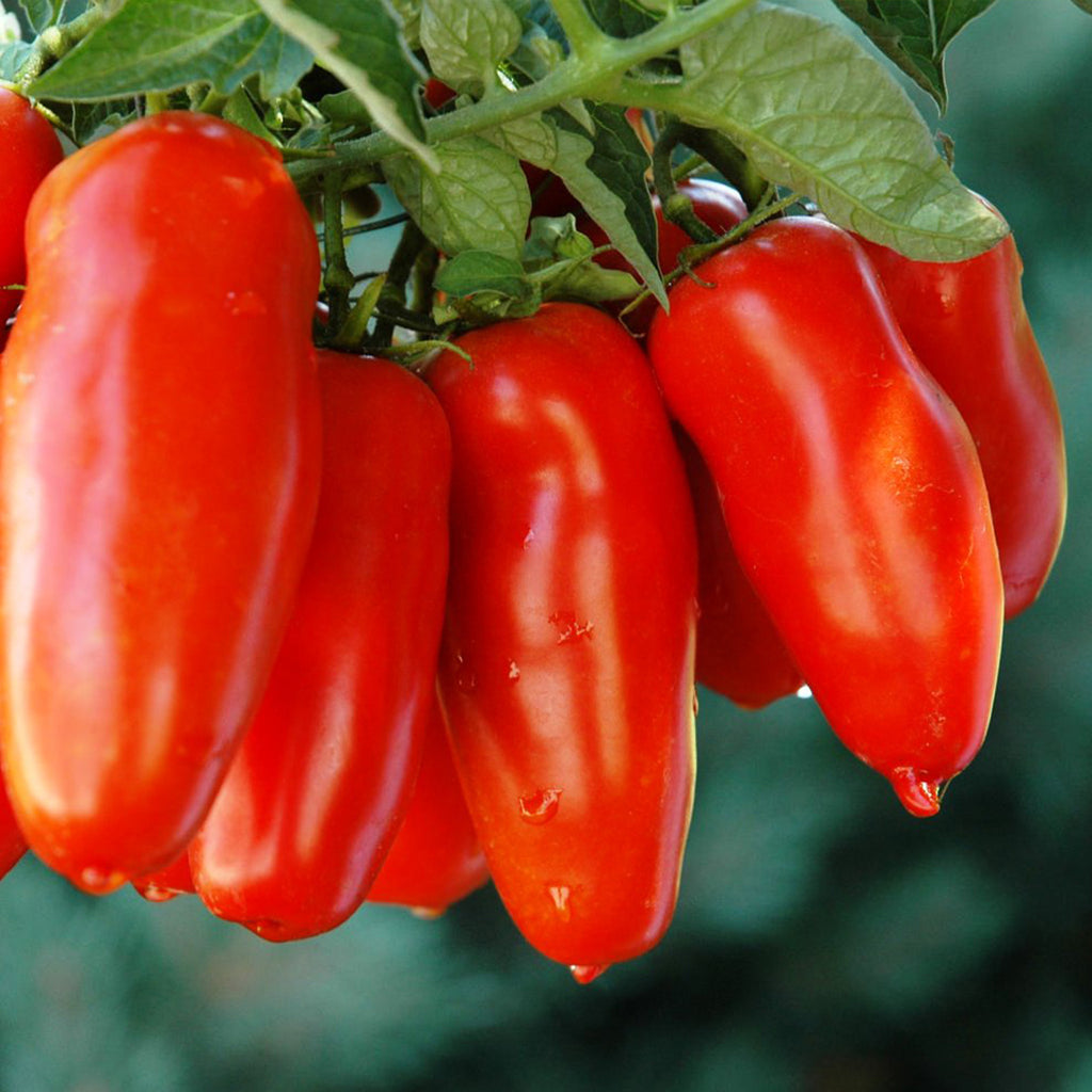 Tomato Roma VF •طماط روما طويل - plantnmore