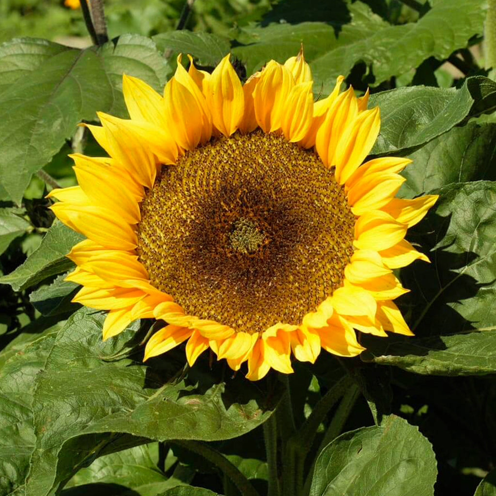 Sunflower Sunspot • دوار شمس قصير - plantnmore
