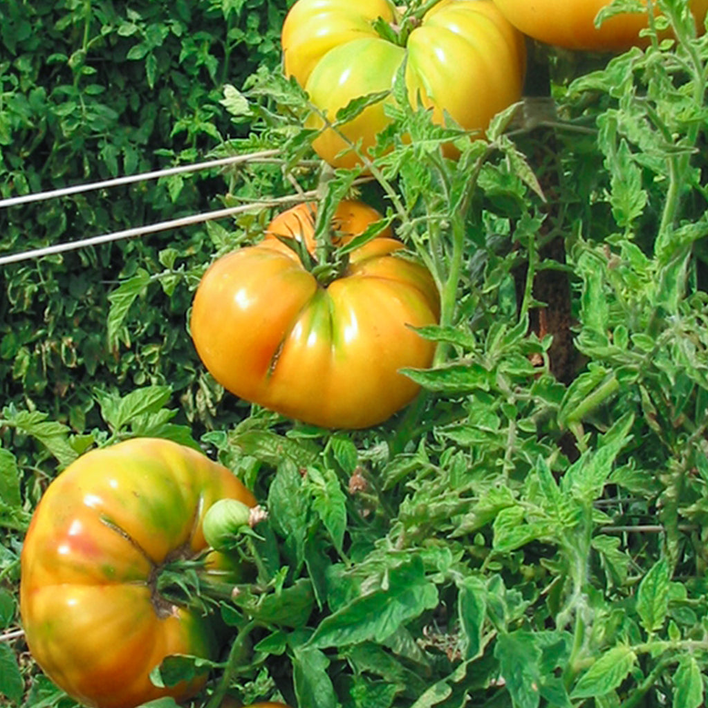 Tomato Pineapple • طماطم اناناسي - plantnmore