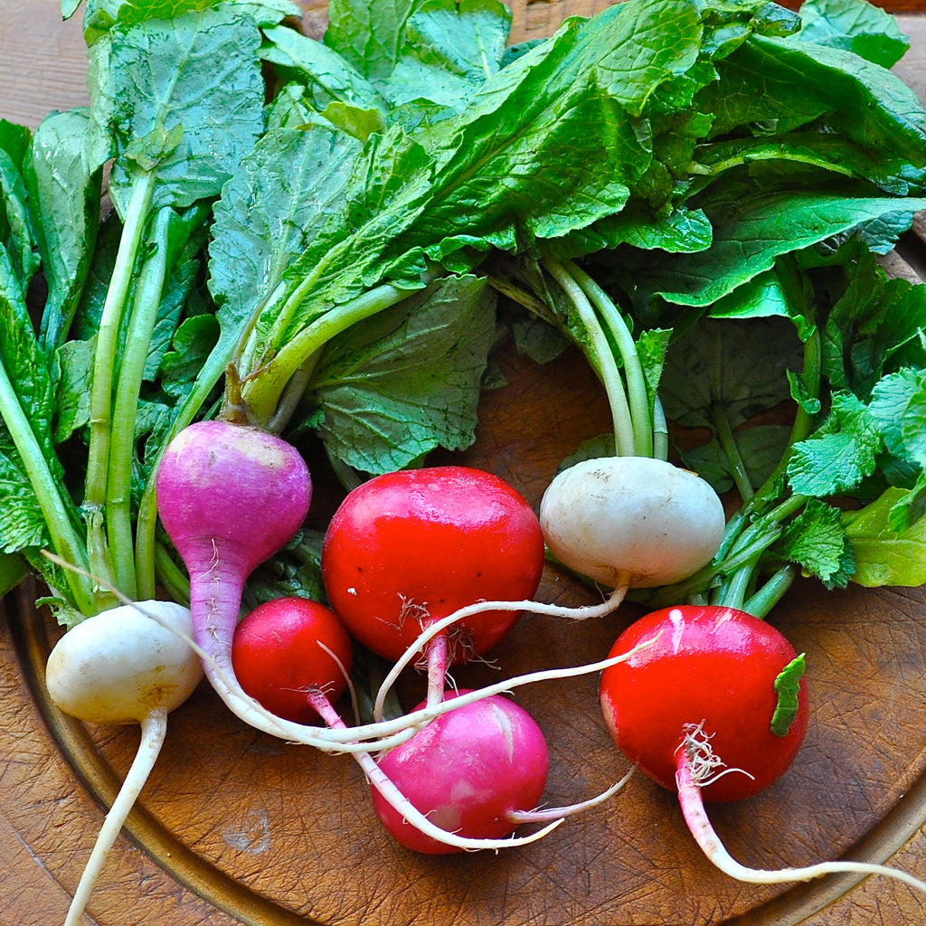 Radish Easter Egg Blend • تشكيلة فجل ملون - plantnmore