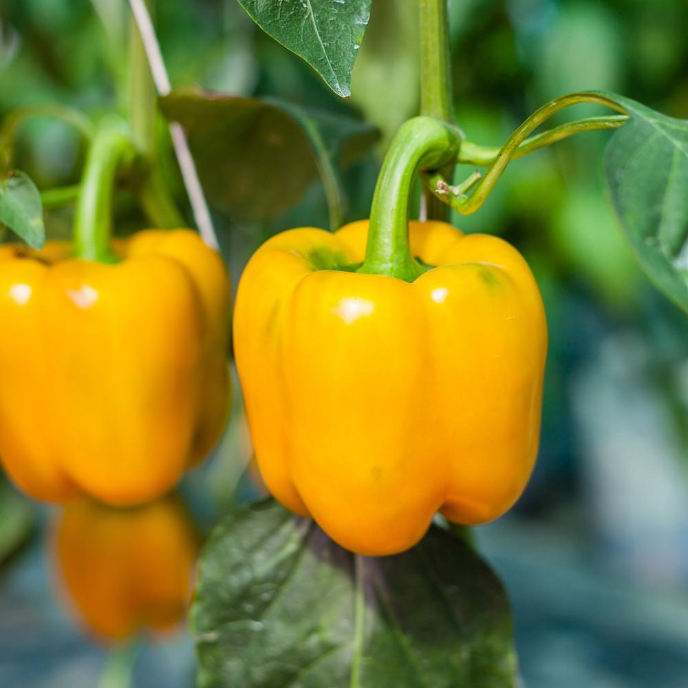 Golden Cal Wonder Pepper • فليفلة ذهبية - plantnmore