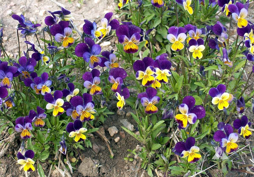 Viola Johnny Jump Up •  فايولا - plantnmore