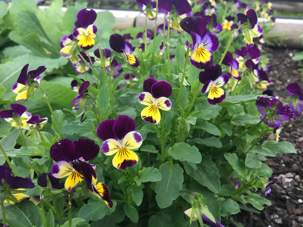 Viola Johnny Jump Up •  فايولا - plantnmore