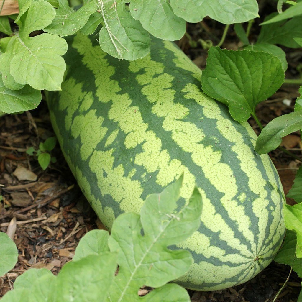 Watermelon Congo  •  بطيخ كونغو السكري - plantnmore
