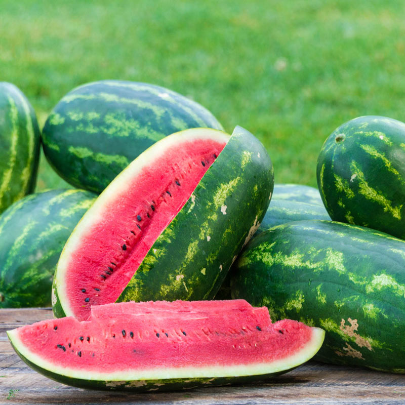 Watermelon Kleckleys  •  بطيخ كليكلي السكري - plantnmore
