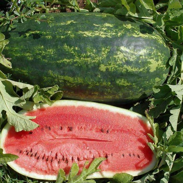 Watermelon Kleckleys  •  بطيخ كليكلي السكري - plantnmore