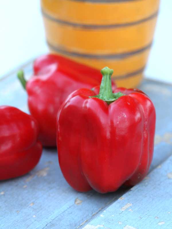 Pepper Yolo Wonder • فليفلة ملونة - plantnmore
