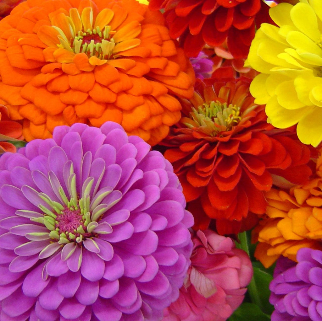 Zinnia Pumila Pompon  •  زينيا كروية - plantnmore