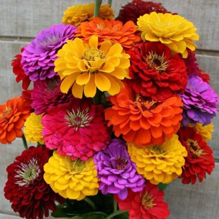 Zinnia Pumila Pompon  •  زينيا كروية - plantnmore