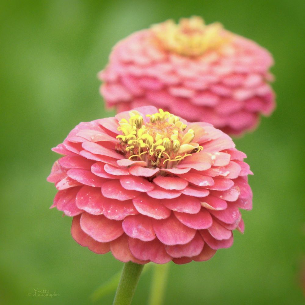 Zinnia Pumila Pompon  •  زينيا كروية - plantnmore