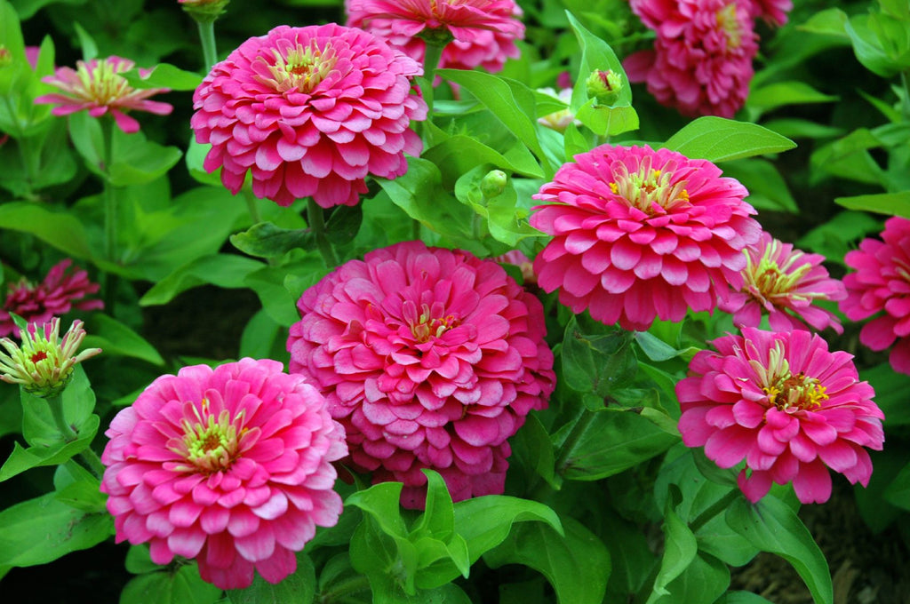 Zinnia Pumila Pompon  •  زينيا كروية - plantnmore