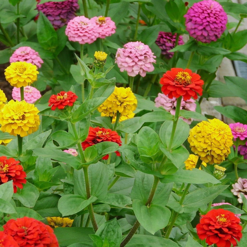 Zinnia Pumila Pompon  •  زينيا كروية - plantnmore