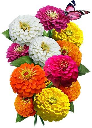 Zinnia Dahlia Flowered Mixture • تشكيلة الزينيا الشبيهة بالداليا - plantnmore