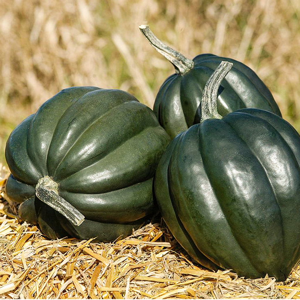 Pumpkin Table King Bush Acorn • قرع ملك المائدة البلوطي - plantnmore