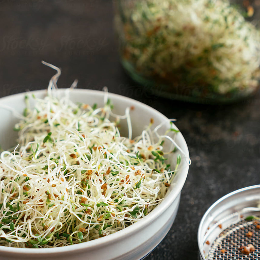 Alfalfa Seeds 114g• حبوب الفالفا للاستنبات - plantnmore