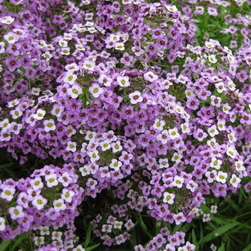 Alyssum Royal Carpet • أليسيوم السجادة الملكية - plantnmore