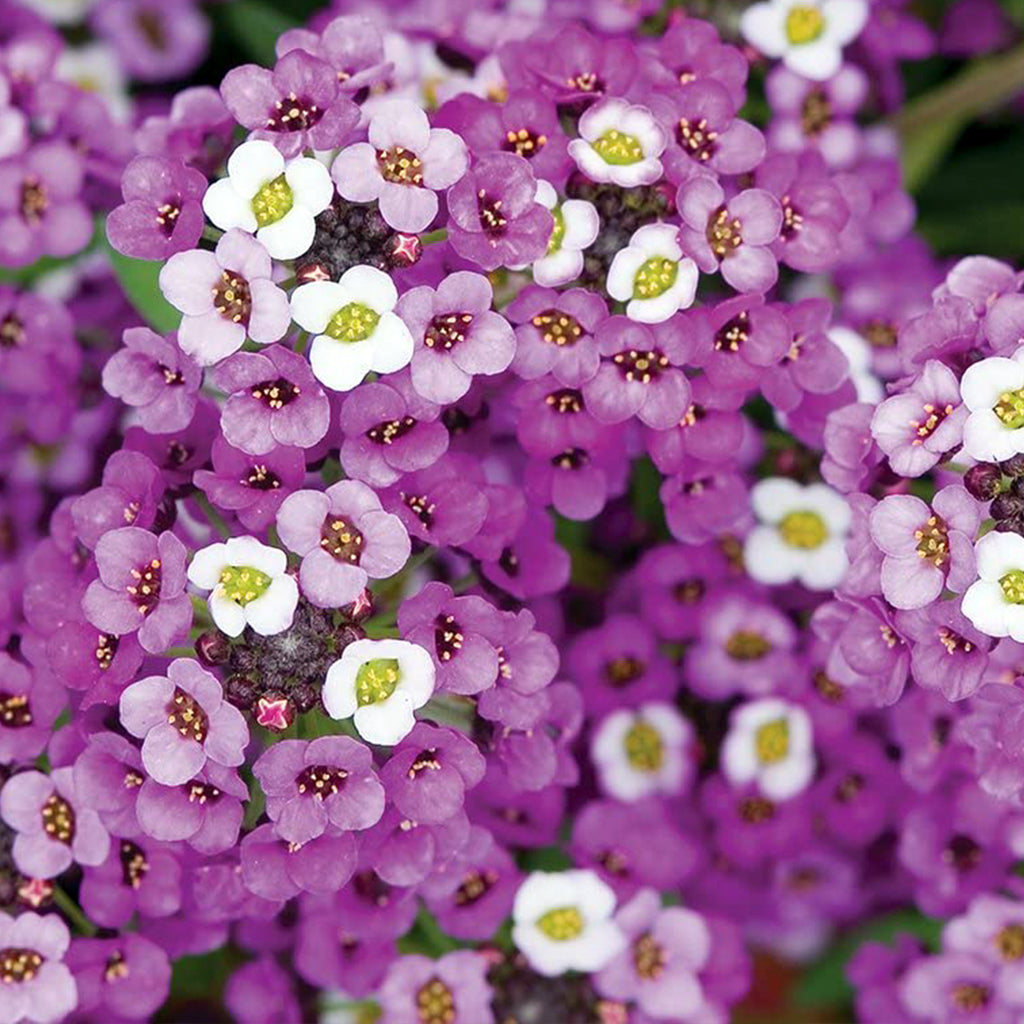 Alyssum Royal Carpet • أليسيوم السجادة الملكية - plantnmore