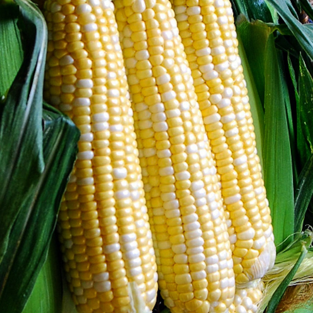Corn Ambrosia • ذرة سكرية - plantnmore