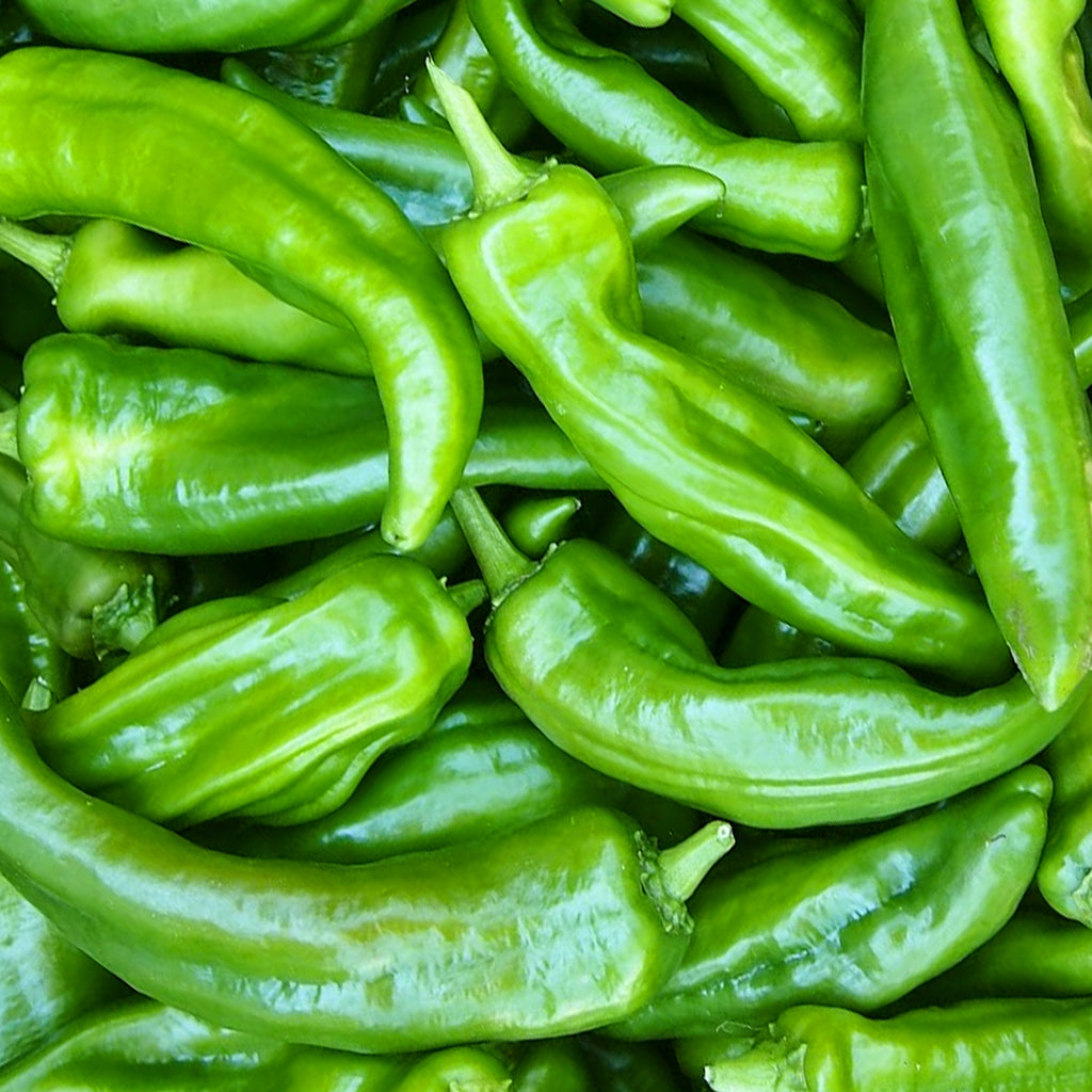 Anaheim Chili Pepper • فلفل اناهايم - plantnmore