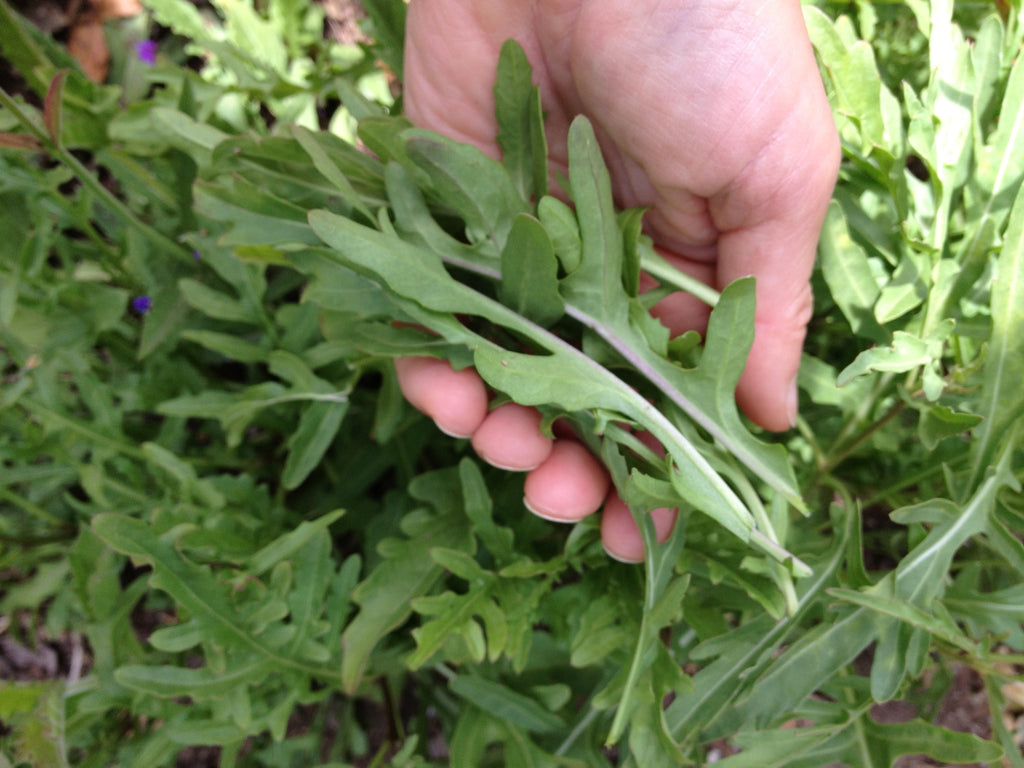 Wild Arugula • جرجير بري - plantnmore