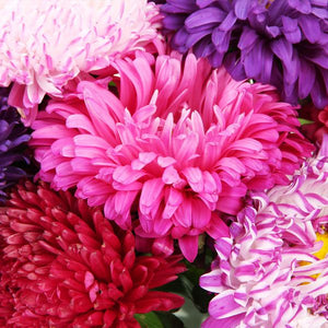 Aster Giant Flowers  • زهور آستر النجمية - plantnmore