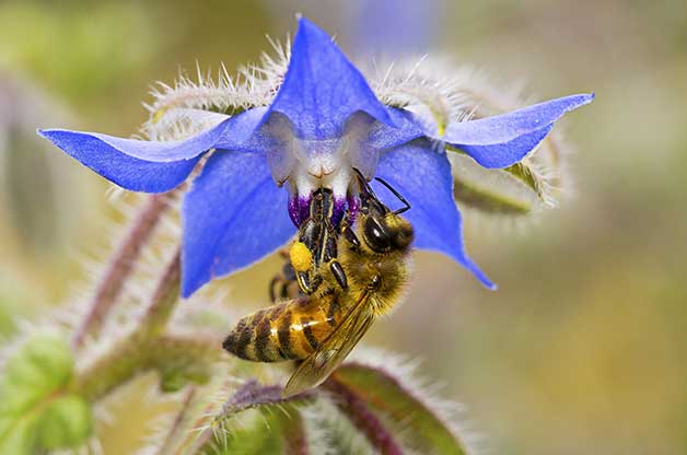 Borage • لسان الثور - plantnmore